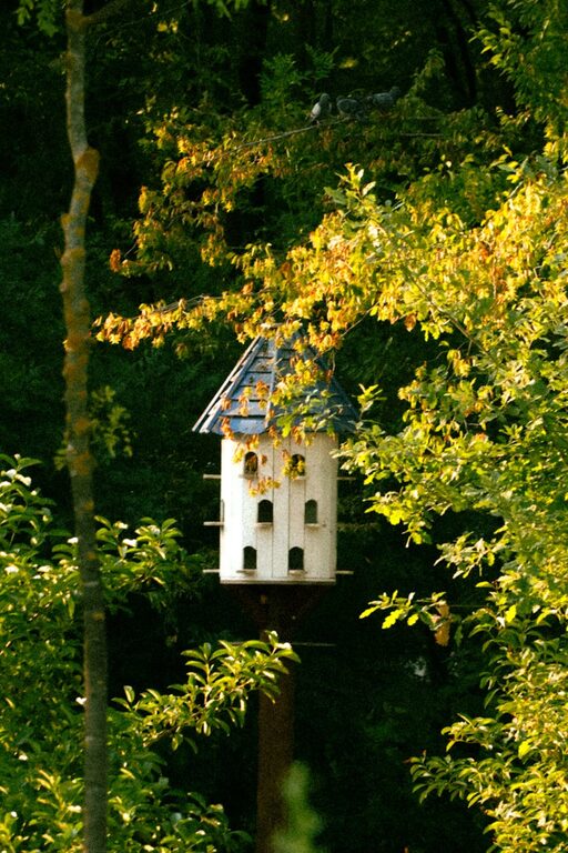Beginner Tips for Backyard Birdwatching: Getting Started with Feathered Friends